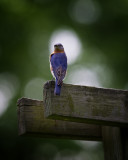 Eastern  Bluebird