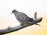 Mourning Dove