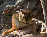 Chipmunk