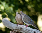 mourning_doves