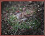 Chipping Sparrow