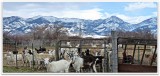 goat cheese farm.