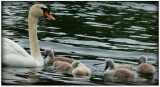 Lake Mohawk Swans.jpg