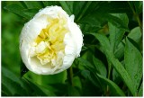 peony in the rain.jpg