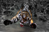 Swimming Tiger