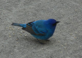 Indigo Bunting