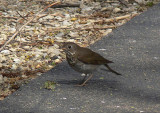 Gray-cheeked Thrush