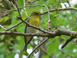 Yellow-throated Vireo