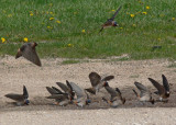 Cliff Swallows