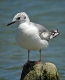 Bonapartes Gull