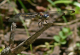 Great Blue Skimmer