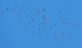 Sandhill Cranes