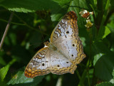 White Peacock