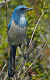 Florida Scrub Jay