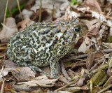 American Toad