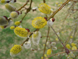 Pussywillows