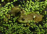 Bullfrogs