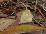 Barred Yellow