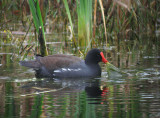 Common Gallinule