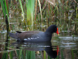 Common Gallinule