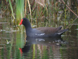 Common Gallinule