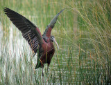 Glossy Ibis