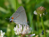 Gray Hairstreak from IL