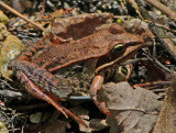 Wood Frog