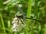 Black-shouldered Spinyleg