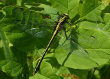 Black-shouldered Spinyleg