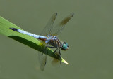 Blue Dasher