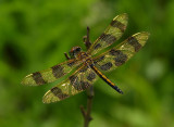 Halloween Pennant