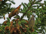 Red Crossbill