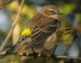 Yellow-rumped Warbler