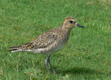 Pacific Golden Plover