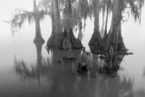 Louisiana Landscapes in Black and White