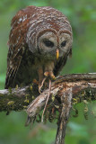 Barred Owl w/ Snake