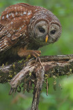 Barred Owl with Snake II