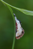 Pearly Wood(Nymph) Moth