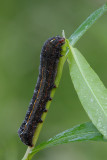Caterpillar (ID Unknown)