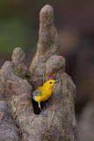 Prothonotary Warbler @ Nesting Hole in Cypress Knee