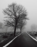Cemetery in the fog