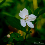 False Rue Anemone By Ray R.jpg
