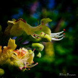Ohio Buckeye By Ray R.jpg