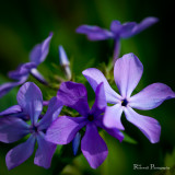 Phlox By Ray R.jpg