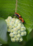 Bug on the Milkweed