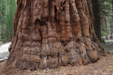 Yosemite Sequoia Mariposa Grove 2