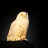 Snowy Owl at Smithville Lake