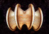 Pleurotus-ostreatus-Konfabulation