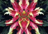 Amaranthus-tricolor-Konfabulation